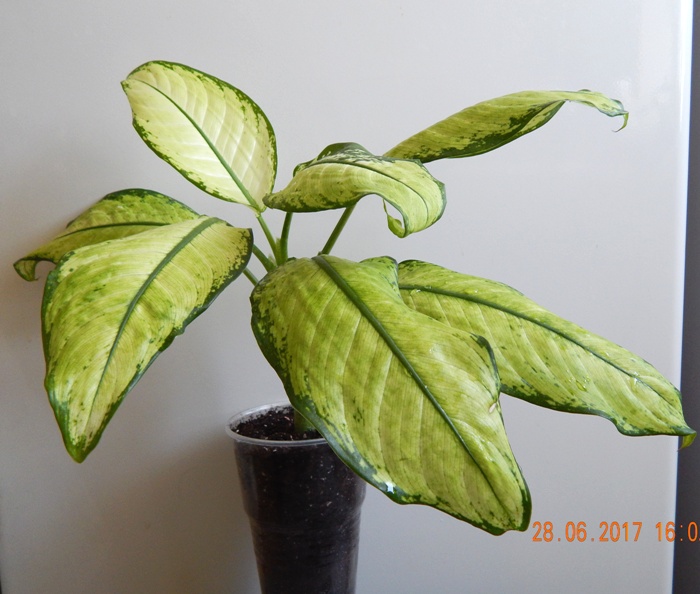 DSCN7886.JPG