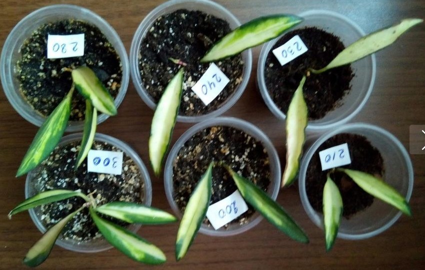 2017-07-09_125048.JPG