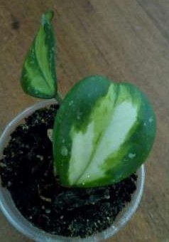 2017-07-09_204151.JPG