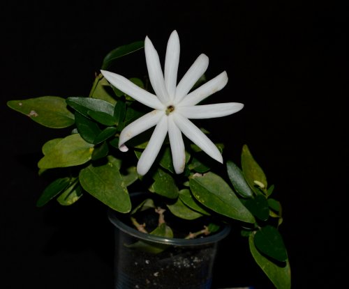 DSC_0039_500x415.jpg