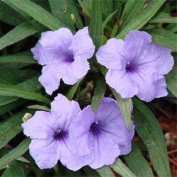 ruellia southern star blue 2.jpg