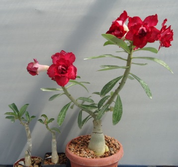 DSC00001.JPG
