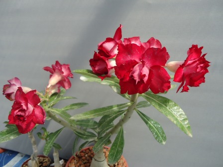 DSC00002.JPG