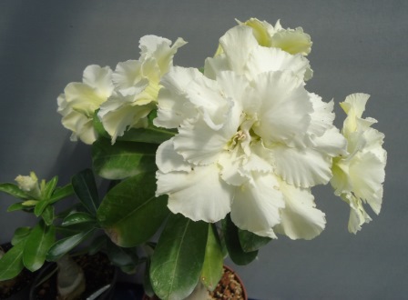 DSC00004.JPG