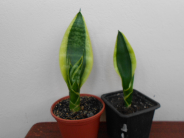 DSCN1022.JPG