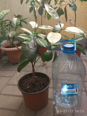 IMG_20170715_161310.jpg