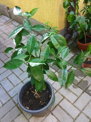 IMG_20170715_151015.jpg