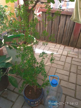 IMG_20170715_161218.jpg