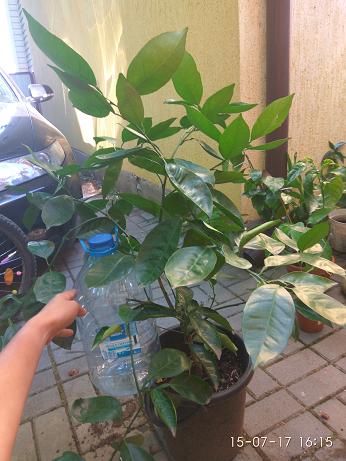 IMG_20170715_161559.jpg