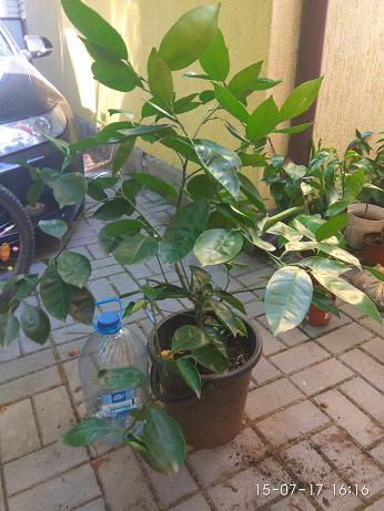 IMG_20170715_161608.jpg