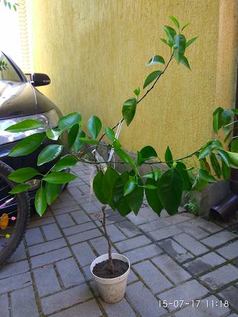 IMG_20170715_111827.jpg