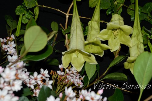 DSC_0109_500x332.jpg