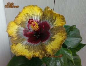IMG_2794.JPG