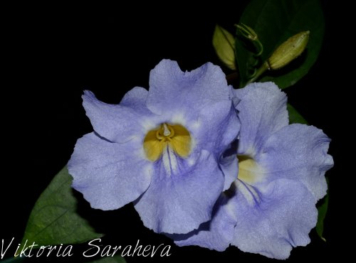 DSC_0257_500x370.jpg