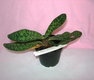 DSCN5115.JPG