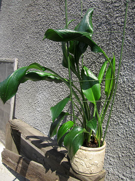 IMG_4895.JPG
