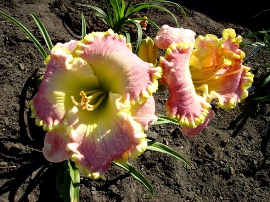 PICT3804м.jpg