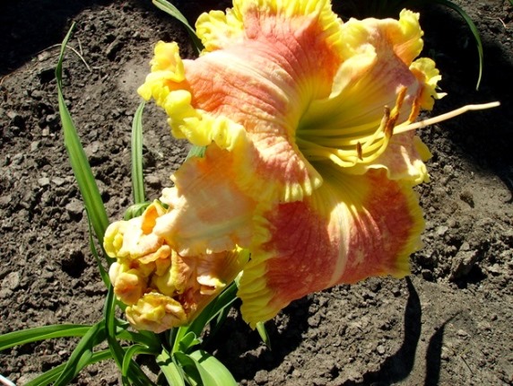 PICT3801 м.jpg