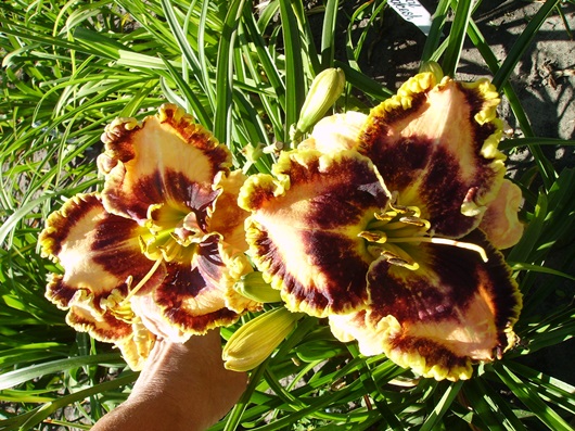 PICT3960м.jpg