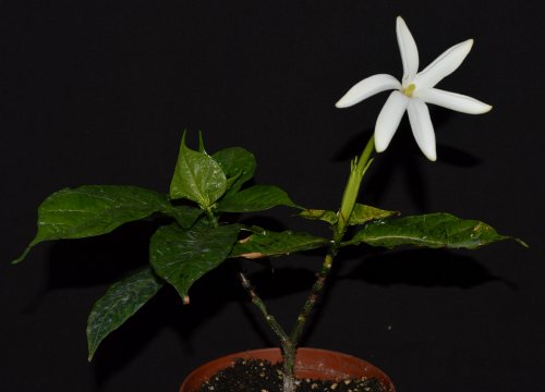 DSC_0159_500x360.jpg