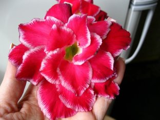 IMG_2820.JPG