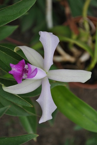 Cattleya intermedia amethystina x L. pumila 'Black Diamond' 1.jpg