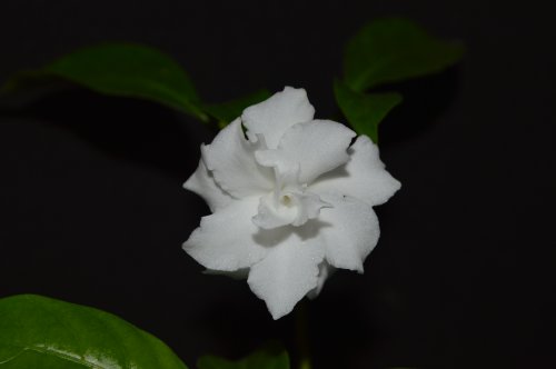DSC_0194_500x332.jpg