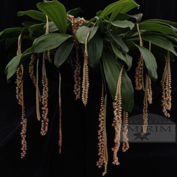 Pholidota-imbricata-600x600.JPG