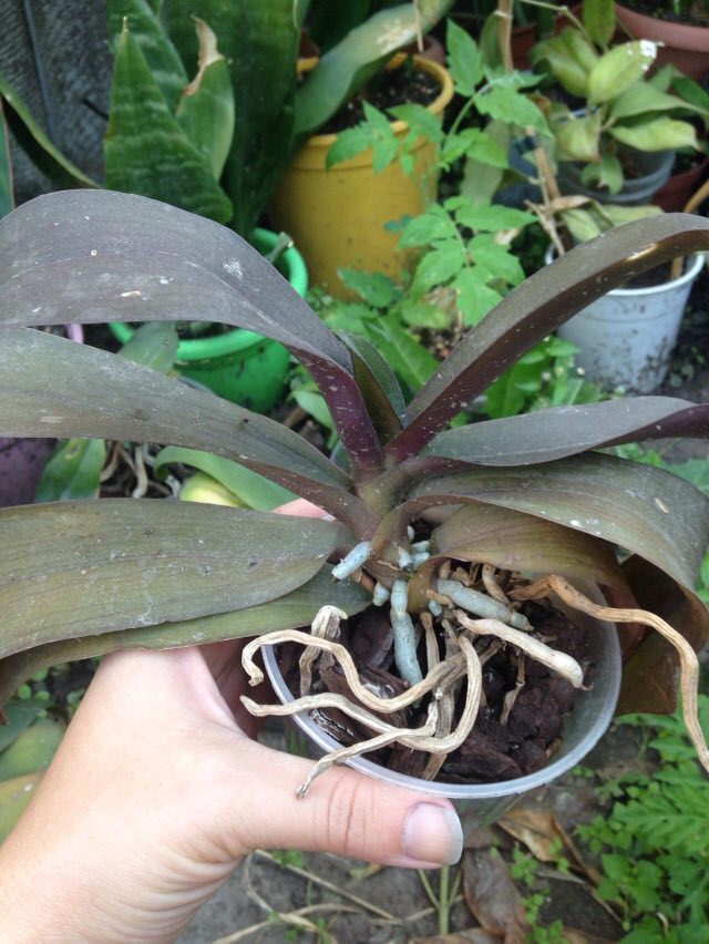 viber image4.jpg