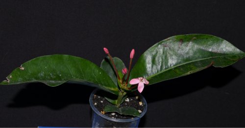 DSC_0270_500x261.jpg
