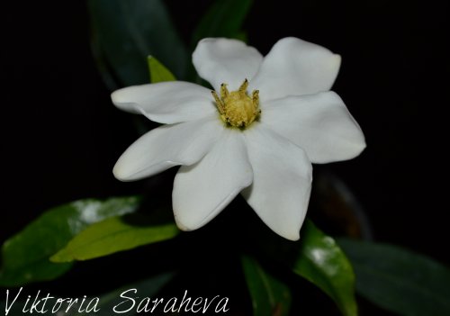 DSC_0959_500x351.jpg