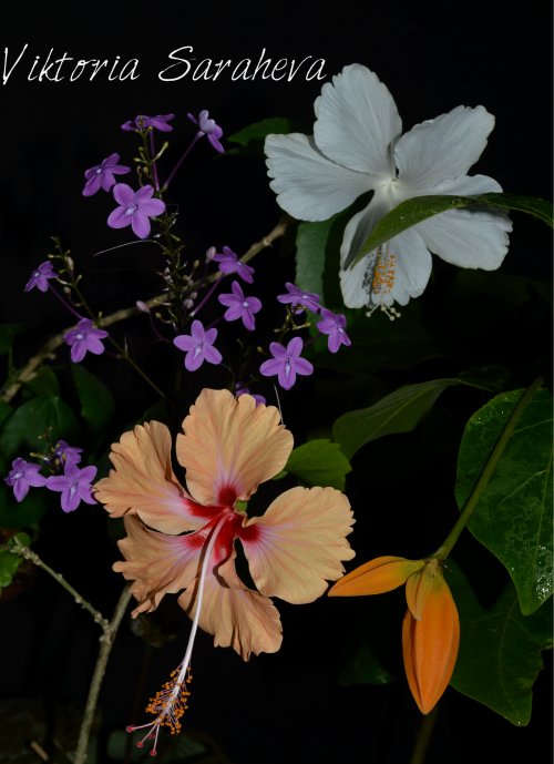 DSC_0241_500x689.jpg