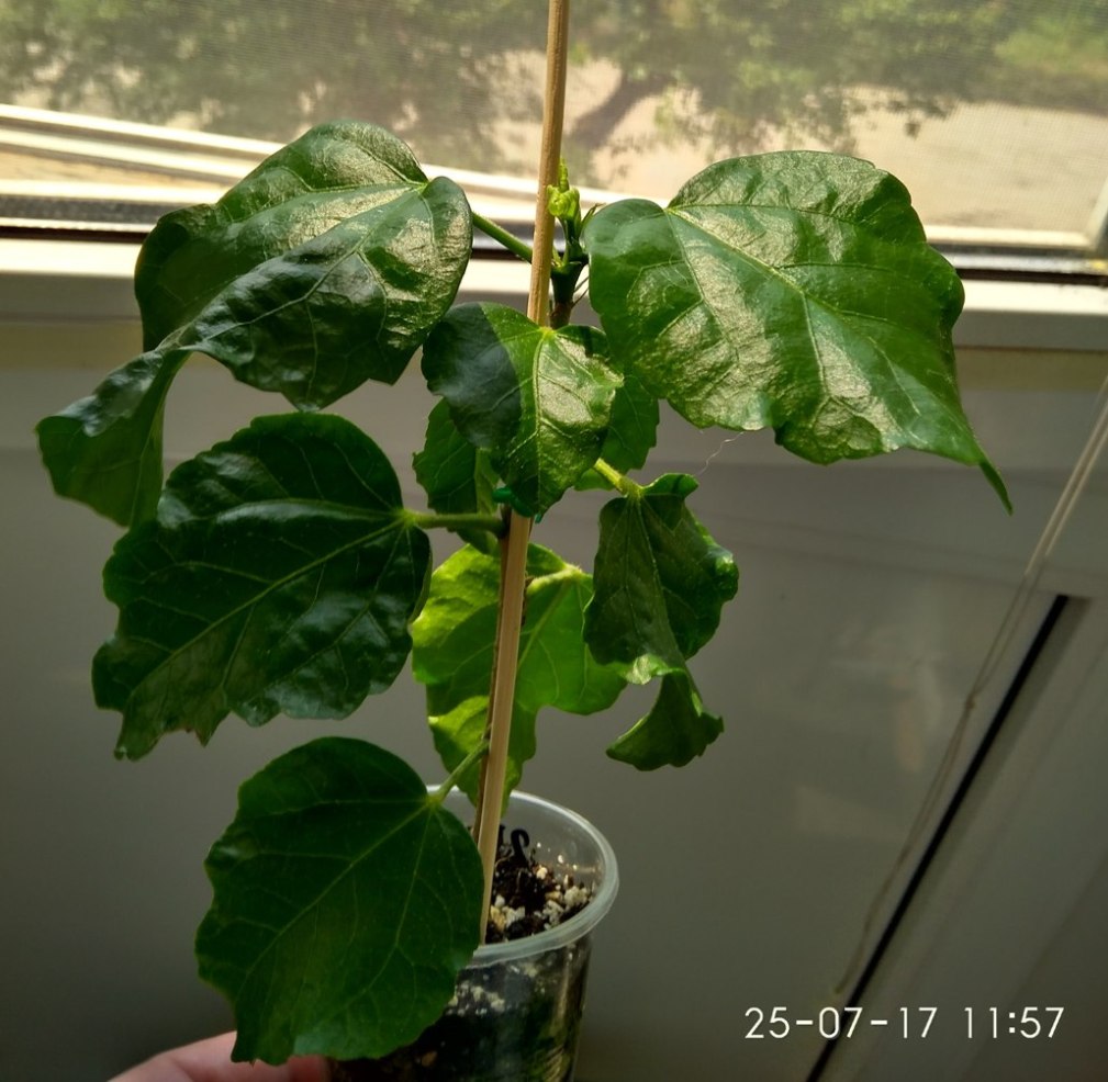 IMG_20170725_115717_HDR.jpg