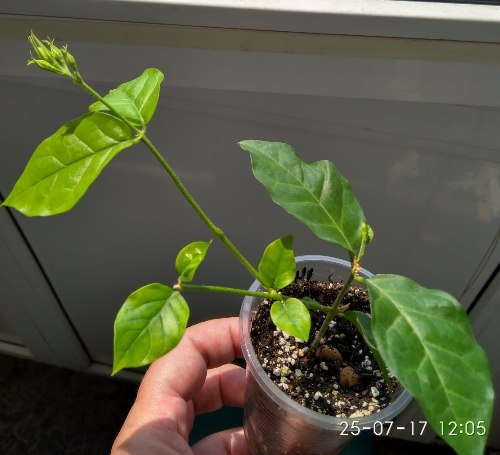IMG_20170725_120556_HDR.jpg