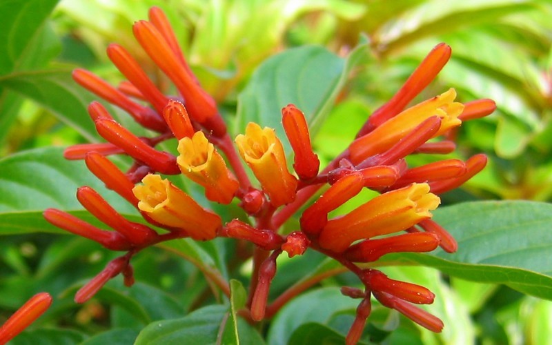 Hamelia-patens.jpg