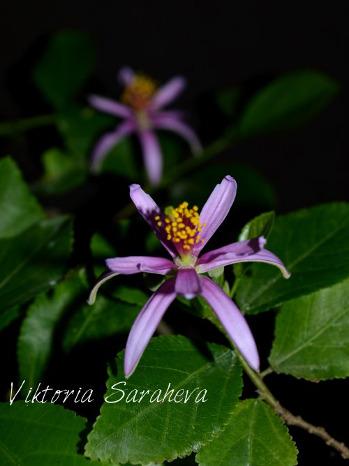 DSC_0293_500x668.jpg