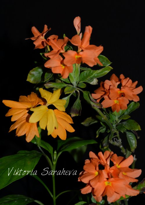 DSC_0331_500x703.jpg