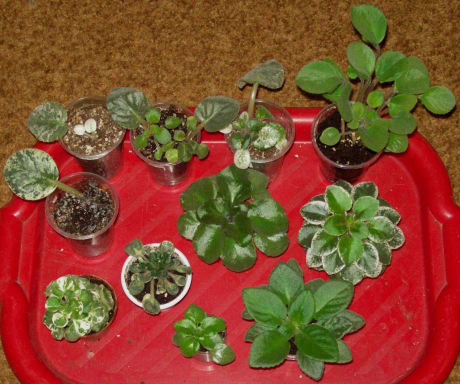 100_2460.JPG