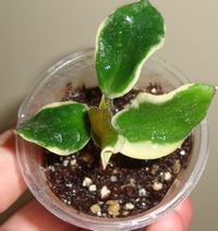 033_cr.jpg