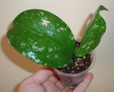 073_cr.jpg