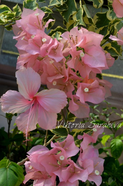 DSC_0389_500x753.jpg