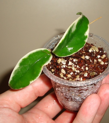 019_cr.jpg