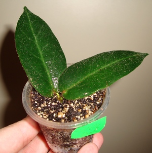 151_cr.jpg
