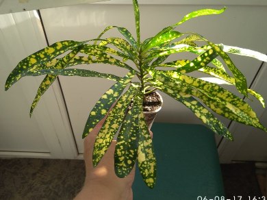 IMG_20170806_163524.jpg