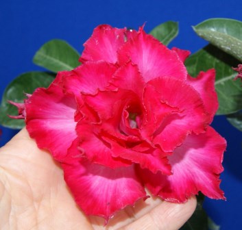 Big Rose! АРОМА (41).JPG