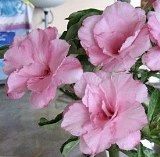Curcuma - копия.jpg
