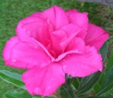 Hassadee pink (29).JPG