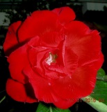 Valentine Rose (18).JPG