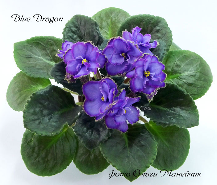 11Blue-Dragon-р.jpg