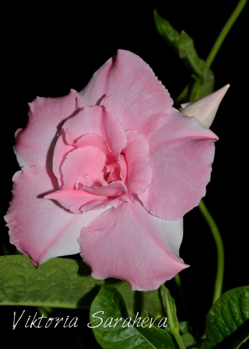 DSC_0471_500x699.jpg